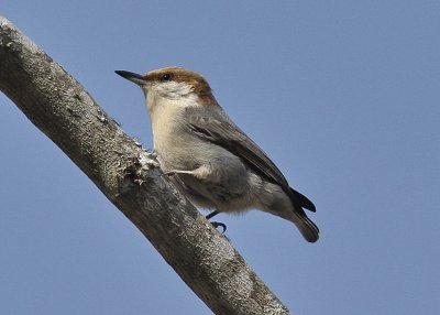 Brown-headed Nuthatch