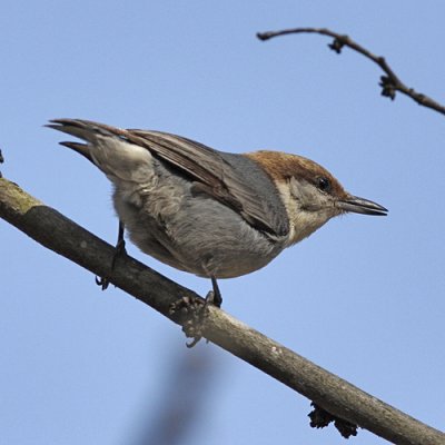 Brown-headed Nuthatch