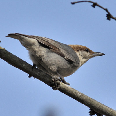 Brown-headed Nuthatch