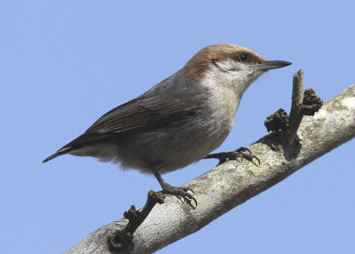 Brown-headed Nuthatch
