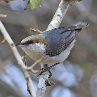 Brown-headed Nuthatch