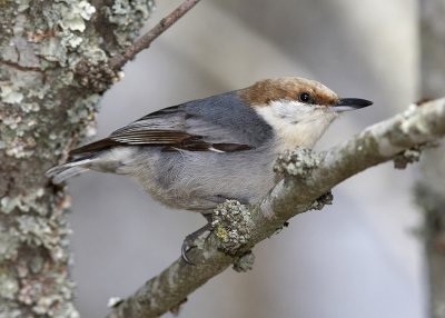 Brown-headed Nuthatch