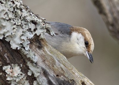 Brown-headed Nuthatch