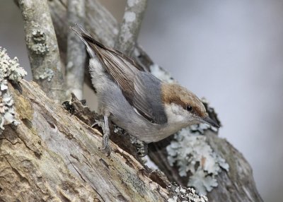 Brown-headed Nuthatch