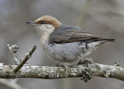 Brown-headed Nuthatch