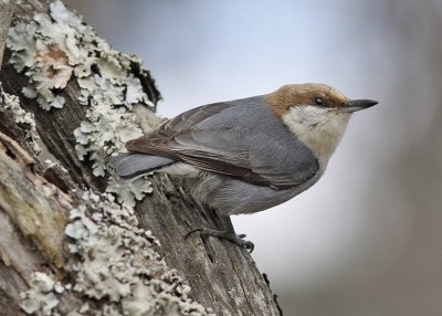 Brown-headed Nuthatch