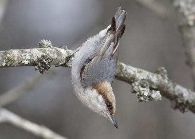 Brown-headed Nuthatch