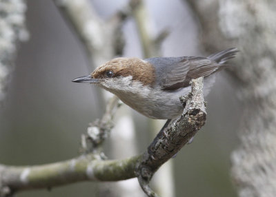 Brown-headed Nuthatch