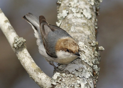 Brown-headed Nuthatch