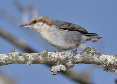 Brown-headed Nuthatch