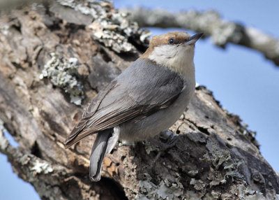 Brown-headed Nuthatch