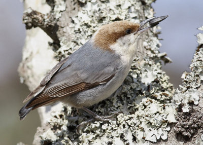 Brown-headed Nuthatch