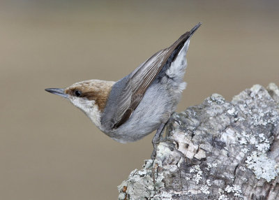 Brown-headed Nuthatch