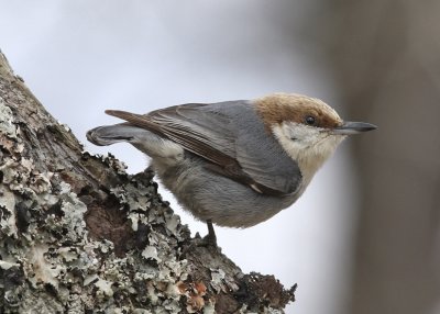 Brown-headed Nuthatch