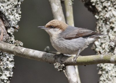 Brown-headed Nuthatch
