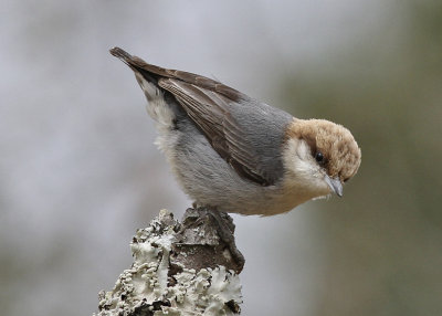 Nuthatch