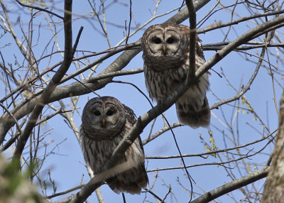 Barred Owls - Cane Creek