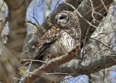 Barred Owl - Cane Creek