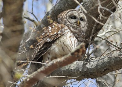 Barred Owl - Cane Creek