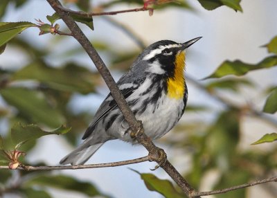 Yellow-throated Warbler