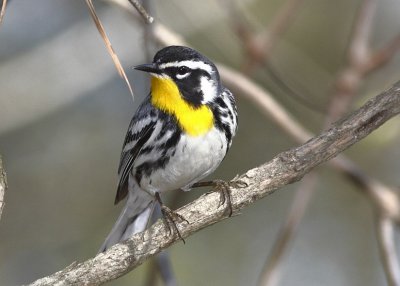 Yellow-throated Warbler