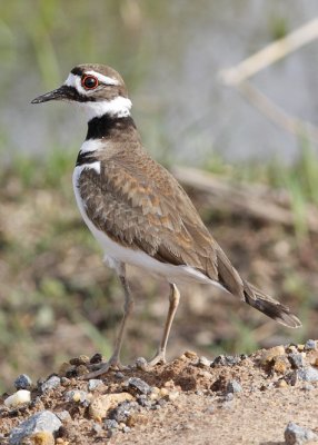 Killdeer