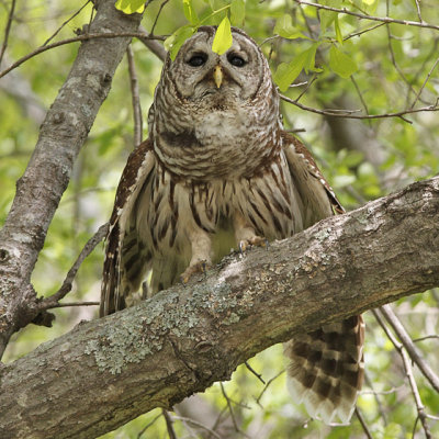 Barred Owls  Bayou Imbeau