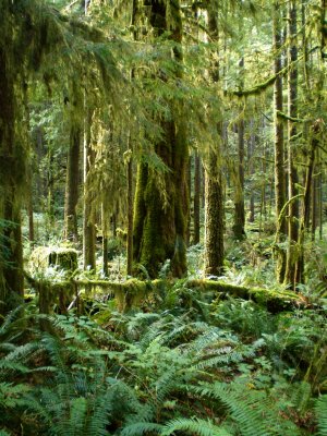 forest near Skookumchuk Rapids