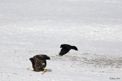 Bald Eagle Chase.jpg