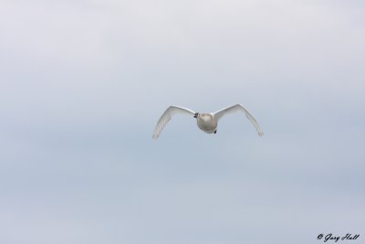 Tundra Swan in Flight.jpg