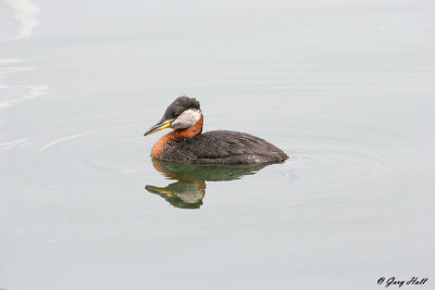 Red Necked Grebe.jpg