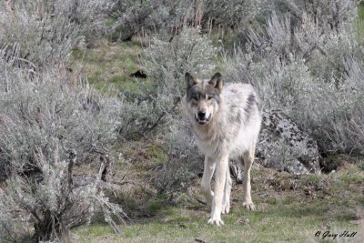 Agate Creek Wolf.jpg