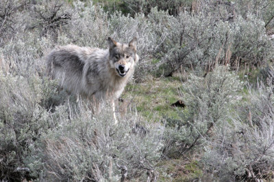 Agate Creek Wolf 2.jpg