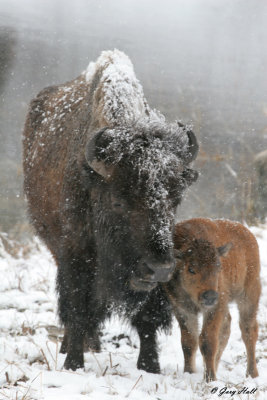 Bison Cow and Calf.jpg