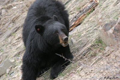 Black Bear - Yellowstones Rosie.jpg