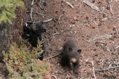 Black Bear Cubs.jpg