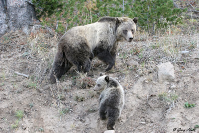 Grizzly Sow and Cub.jpg