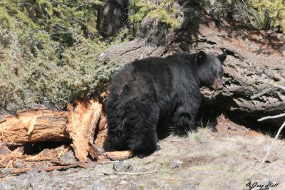 Black Bear - Rosie 1.jpg