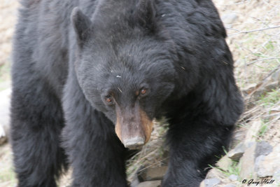 Black Bear - Rosie 4.jpg