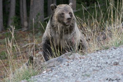 grizzly_bears