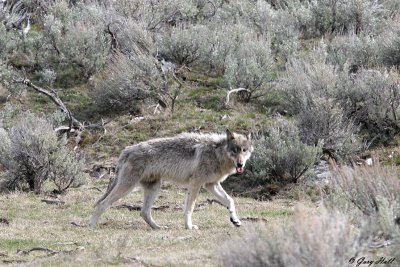 Agate Creek Wolf.jpg