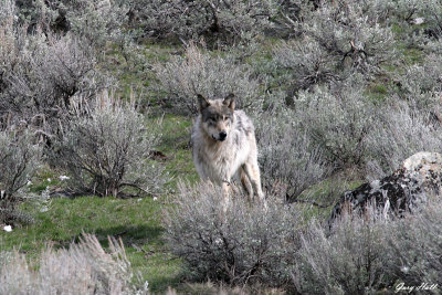 Agate Creek Wolf 2.jpg