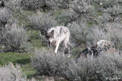 Agate Creek Wolf 3.jpg