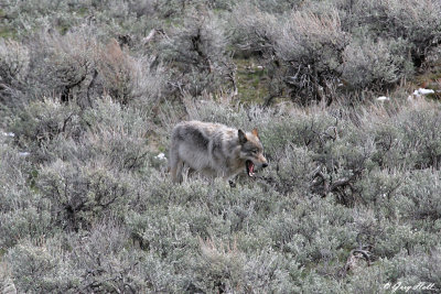 Agate Creek Wolf 4.jpg