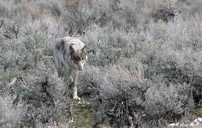 Agate Creek Wolf 5.jpg