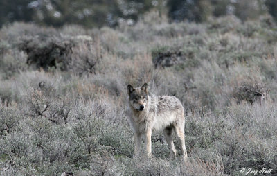 Agate Creek Wolf 6.jpg