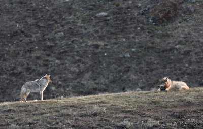 Coyote  Wolf Faceoff.jpg