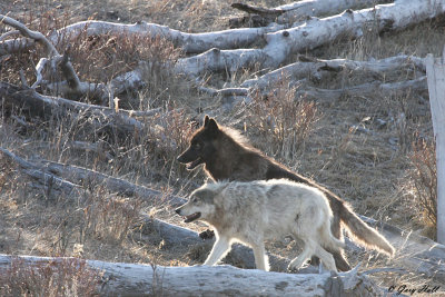 Druid Peak Wolves 2.jpg
