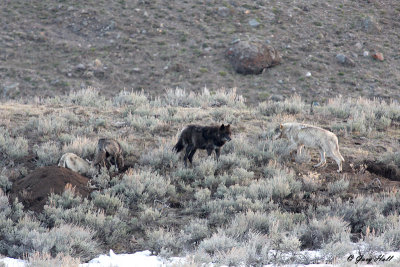 Druids Raiding Coyote Den.jpg