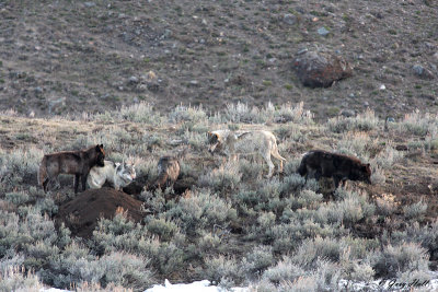 Druids Raiding Coyote Den 2.jpg